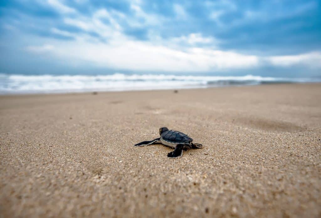 ASVO sea turtle conservation buena vista