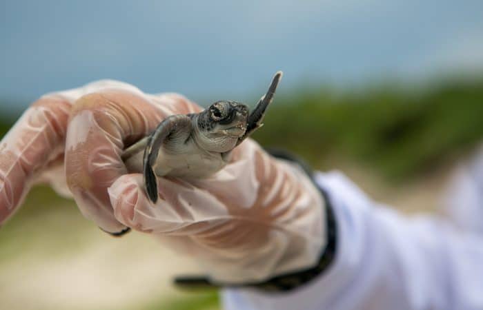 ASVO SEA TURTLE CONSERVATION MONTEZUMA
