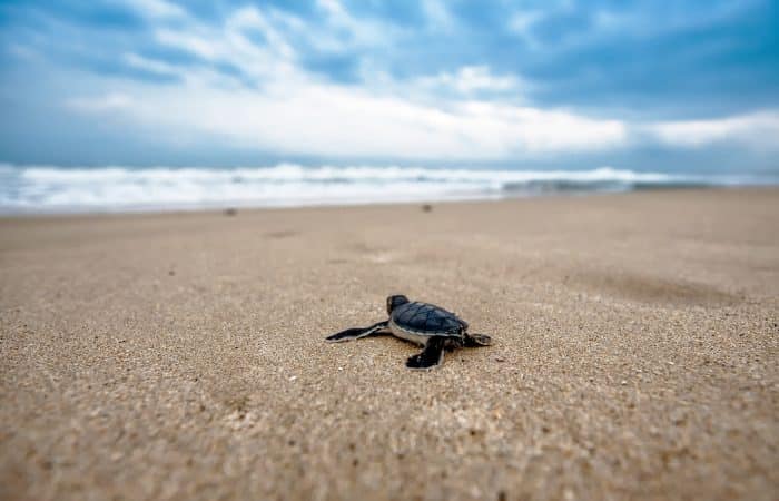 ASVO sea turtle conservation buena vista